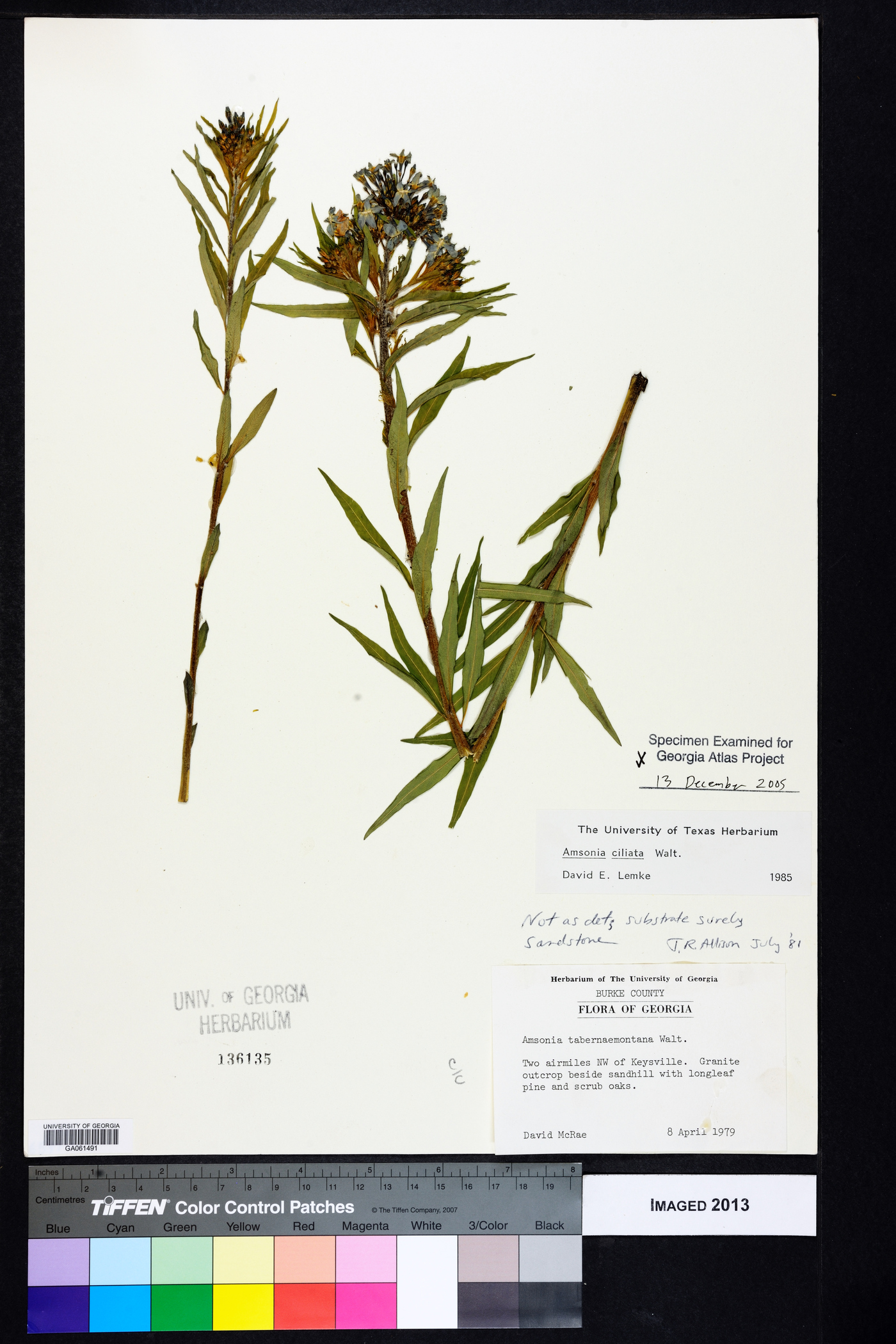 Amsonia ciliata image