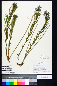 Amsonia ciliata image