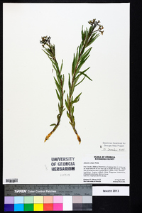 Amsonia ciliata image