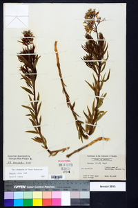 Amsonia ciliata image