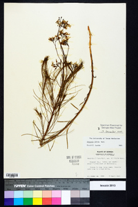 Amsonia ciliata image