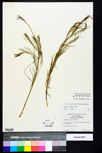 Amsonia ciliata image