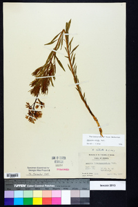 Amsonia ciliata image