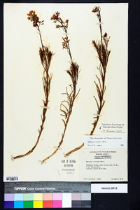 Amsonia ciliata image