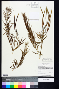 Amsonia ciliata image