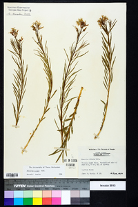 Amsonia ciliata image