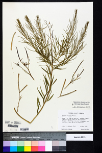 Amsonia ciliata image