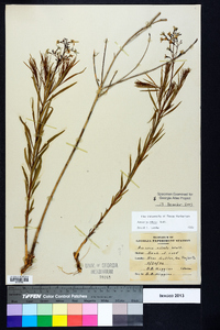 Amsonia ciliata image