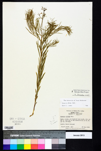 Amsonia ciliata image