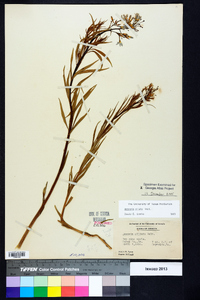 Amsonia ciliata image