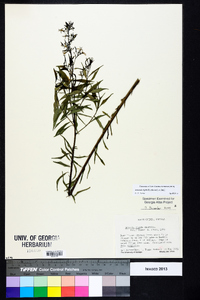 Amsonia rigida image