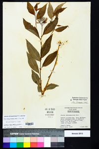 Amsonia tabernaemontana image