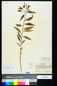 Amsonia tabernaemontana image