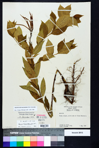 Amsonia tabernaemontana image