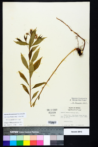 Amsonia tabernaemontana image