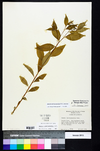 Amsonia tabernaemontana image