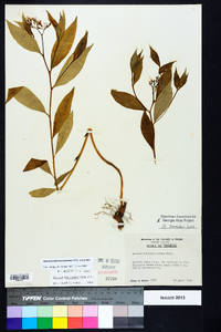 Amsonia tabernaemontana image