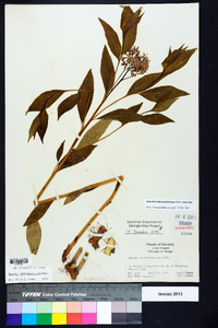 Amsonia tabernaemontana image