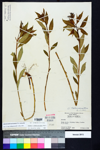 Amsonia tabernaemontana image