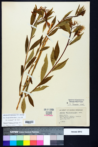 Amsonia tabernaemontana image