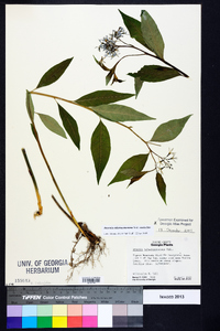 Amsonia tabernaemontana image