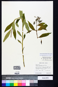 Amsonia tabernaemontana image