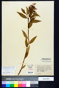 Amsonia tabernaemontana image