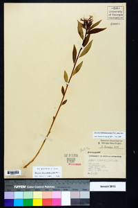 Amsonia tabernaemontana image