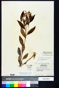 Amsonia tabernaemontana image