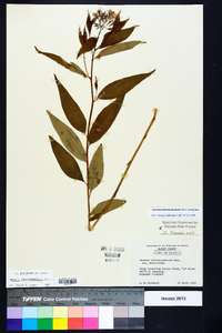 Amsonia tabernaemontana image