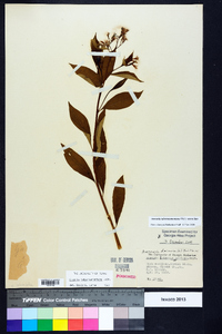 Amsonia tabernaemontana image