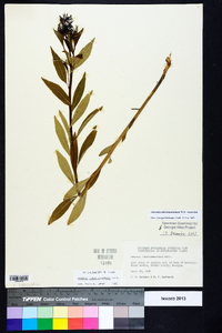 Amsonia tabernaemontana image