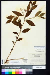 Amsonia tabernaemontana image