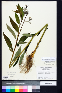 Amsonia tabernaemontana image