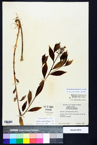 Amsonia tabernaemontana image