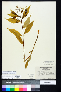 Amsonia tabernaemontana image