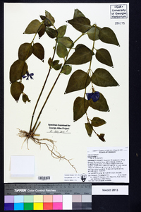 Vinca major image