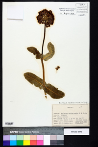 Asclepias amplexicaulis image