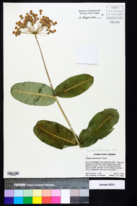 Asclepias amplexicaulis image