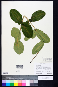 Asclepias amplexicaulis image