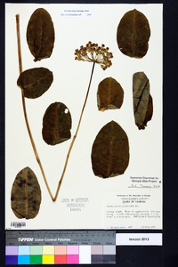 Asclepias amplexicaulis image