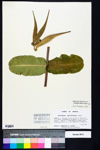 Asclepias amplexicaulis image