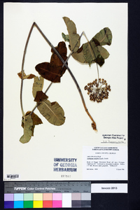 Asclepias amplexicaulis image