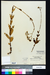 Asclepias connivens image