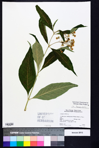 Asclepias exaltata image