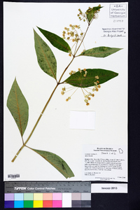 Asclepias exaltata image