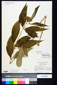 Asclepias exaltata image