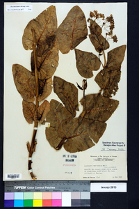 Asclepias humistrata image