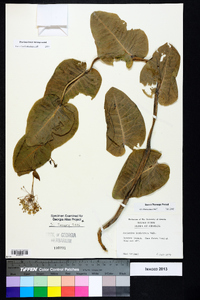 Asclepias humistrata image