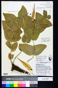 Asclepias humistrata image